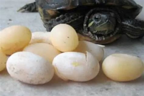 可旺 巴西龜生蛋環境